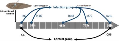 Exosomal miRNAs in the plasma of Cynoglossus semilaevis infected with Vibrio harveyi: Pleiotropic regulators and potential biomarkers involved in inflammatory and immune responses